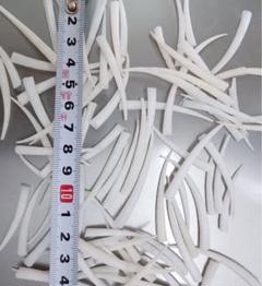 天然 貝殻 ツノガイ 約1kg 大量 インテリアパーツ 等 ⑯-1