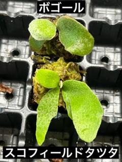 ビカクシダセット15種 ミスタースーダンocなど ビカクシダ】vandaka plantsからBogor Mr.Suddanをお迎えしま
