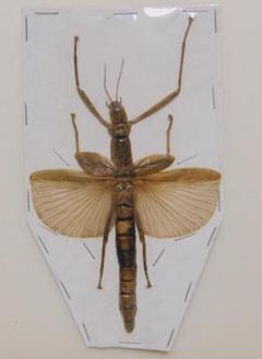 アンボン島産特大ギガスナナフシ20cm