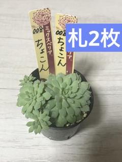 002【そわそわ】おらいさん苗 ミックスベリア 成長記録 多肉植物