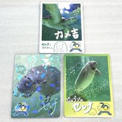 鳥羽水族館　コレクションカード　セレナ　カメ吉