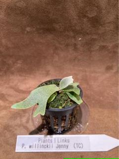 メルカリ便！P. willinckii ’Jenny’ TC 2121 メルカリ便！P. willinckii 'Jenny' TC 2121 - メルカリ