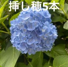 輸入アジサイ 挿し木苗｜Yahoo!フリマ（旧PayPayフリマ）
