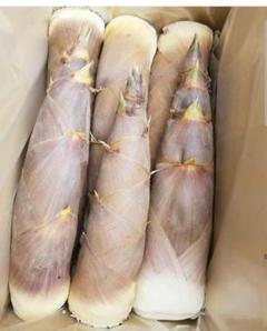 京都産 淡竹(ハチク)5kg 最終価格【箱に入るだけ増量中】