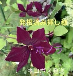 クレマチス苗木　ポットごと支柱なしメルカリ便発送 クレマチス苗木 ポットごと支柱なしメルカリ便発送 - メルカリ