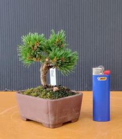 エムクリ小品盆栽八房五葉松 八房五葉松『盆栽』