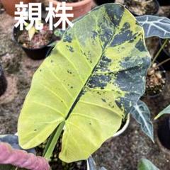 お礼や感謝伝えるプチギフト タグ紛失 アロカシア リーガル シールズ？ 斑入り 芋株 - メルカリ その他観葉植物