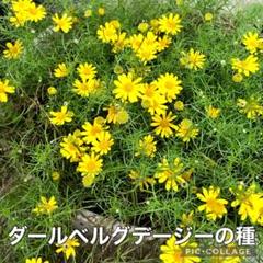 ダールベルグデージーの種