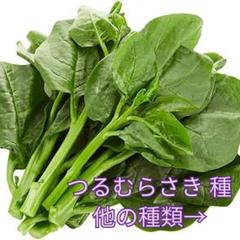 野菜種☆つるむらさき☆変更→空芯菜 チンゲン菜 スイスチャード わさび菜