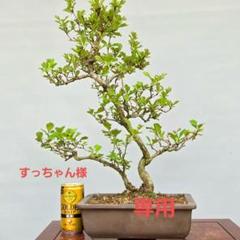 紅山楂子　ベニサンザシ　[寄せ植え] 　中品盆栽　すっちゃんです。 紅山楂子 ベニサンザシ [寄せ植え] 中品盆栽 すっちゃん様専用