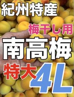 1820【秀品】特大4L5kg 梅干し向け南高梅　ほぼ完熟　キルトパッチ梅店 1820【秀品】特大4L5kg 梅干し向け南高梅 ほぼ完熟 キルトパッチ