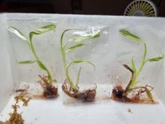 超絶希少❗️ムサフロリダバリエガータ✨️ 2025年最新】ムサフロリダの人気アイテム - メルカリ