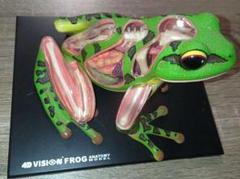 Adam Binder 動物　カエル【750個限定】 Amazon.co.jp: スカイネット 立体パズル 4D VISION 動物解剖 No