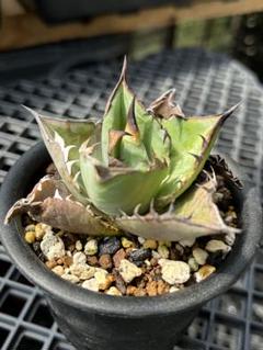 【アガベ　親苗セット　＋オマケオテロイ実生　特価】 アガベ オテロイ 実生株 Agave oteroi seeding 101 | Sunny
