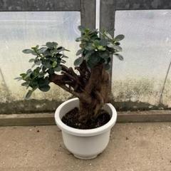 2025年最新】観葉植物 パンダガジュマルの人気アイテム - メルカリ