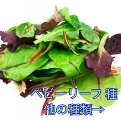 野菜種☆ベビーリーフ☆変更→カラフル人参 チンゲン菜 ほうれん草 芽キャベツ