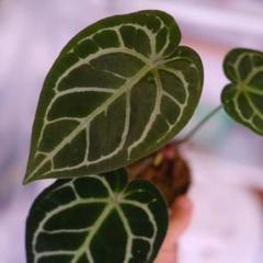 2025年最新】anthurium zaraの人気アイテム - メルカリ