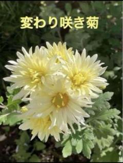小橋操、山吹草、希少な額装用画集より、新品高級額装付、状態良好