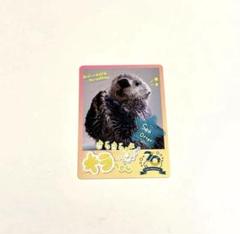 鳥羽水族館 70周年記念 TOBA AQUARIUM コレクションカード