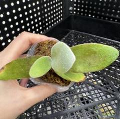 ryu様セット割引【P10】P. Elsa エルサ　ポット苗 ホット セールの通販 ビカクシダ 観葉植物 P.Elsa ビカクシダ
