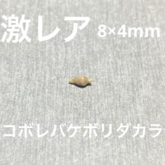 激レア　長崎県産　コボレバケボリダカラ 激レア長崎県産コボレバケボリダカラ
