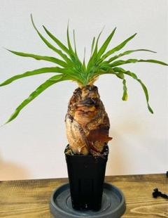 t*2様 【極大】ブーファン　ディスティチャ　塊根　夏型　コーデックス コーデックス：ブーファン ディスティカ*塊幅11cm 現品！一品
