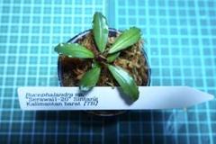 【タグ付き】Bucephalandra sp. Serawai1 Bucephalandra sp.Serawai1-20 Sintang[TB] - メルカリ