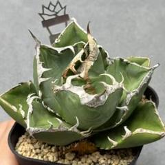 多肉植物・アガベ・チタノタ·SAD南ダイヤモンドスーパー