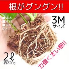 チップ3M【ポトス ブルーベリー ハオルチア パキベリア 柚子 紫陽花 薔薇等④