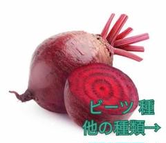 野菜種☆ビーツ☆変更→つるなしいんげん つるむらさき スナップエンドウ きゅうり