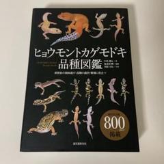 2025年最新】ヒョウモントカゲモドキ品種図鑑の人気アイテム