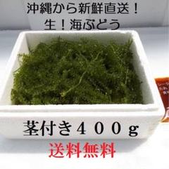 2025年最新】海ぶどうの人気アイテム - メルカリ