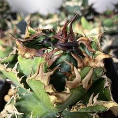 まよっち　アガベ　チタノタ　台湾ゴジラ　親株出品 まよっち様専用 アガベ チタノタ 台湾ゴジラ 親株出品