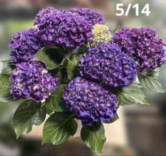 紫陽花 青フリル玉 パッシオ 5寸鉢ごと 苗 植物 本日入荷