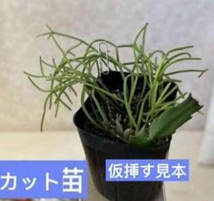 も*ん様 リプサリス・カスッサ　ハンギング仕立て　※メルカリ便発送　【大株、一点 も*ん様 リプサリス・カスッサ ハンギング仕立て ※メルカリ便