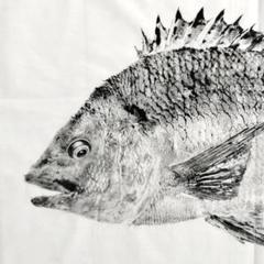 立体魚拓　チヌ　黒鯛　クロダイ 立体魚拓チヌ黒鯛クロダイ