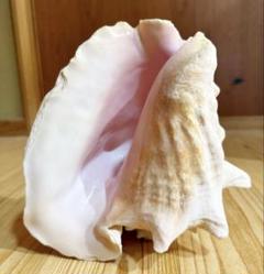 大型古代桃色法螺貝(ピンク貝)法螺貝 ほら貝 ホラガイ❣️コンク貝笛 古代桃色法螺貝(ピンク貝)法螺貝 ほら貝 ホラガイ❣️コンク貝