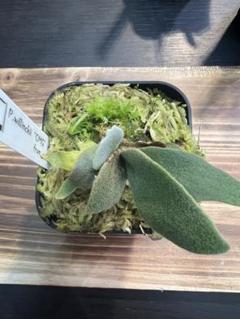 P.Willinckii cv Mutant ウイリンキー選抜　子株付き P.Willinckii cv Mutant ウイリンキー選抜個体 - メルカリ