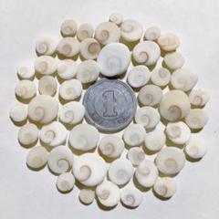 No256 天然貝殻 小さなサザエの蓋 セット