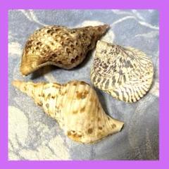 高瀬貝　タカセ貝　サラサバテイ　貝殻 高瀬貝 タカセ貝 サラサバテイ 貝殻（サラサバテイ (タカセガイ