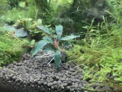 石付きブセファランドラクダガン 7個 即購入OK‼️ブセファランドラ spクダガン溶岩石付き1個 - メルカリ