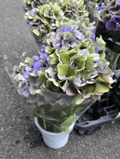 福岡県鬼木様の紫陽花☆ハイドランジア☆筑紫路風車☆4号鉢☆超希少☆1鉢 福岡県鬼木様の紫陽花☆ハイドランジア☆筑紫路風車☆4号鉢☆超