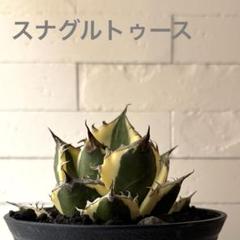 【斑入り】スナグルトゥース　鉢ごとメルカリ便発送 斑入り】スナグルトゥース 鉢ごとメルカリ便発送 - メルカリ