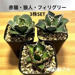 アガベチタノタ赤猫・狼人・フィリグリー3株SET現品鉢ごと発送 アガベチタノタ赤猫・狼人・フィリグリー3株SET現品鉢ごと発送