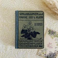 洋書　古書　ドイツの古い植物図鑑　森林に自生する草花やシダ　繊細で美しいイラスト