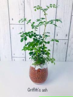 トネリコ 人工観葉植物 高さ1 Cmの中古 未使用品を探そう メルカリ