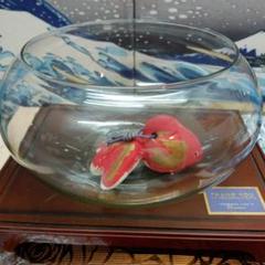 2025年最新】金魚鉢 メダカ ガラスの人気アイテム - メルカリ
