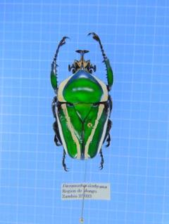 2025年最新】オオツノハナムグリ 標本の人気アイテム - メルカリ