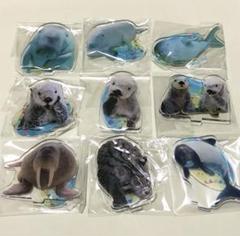 新品 鳥羽水族館 ガチャ アクスタ コンプリート ラッコ メイ キラ セレナ