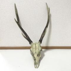 和歌山 ニホンジカ 鹿 頭部付き 鹿の角 クリスマス 置き物 ディスプレイ ④ 和歌山 ニホンジカ 鹿 頭部付き 鹿の角 クリスマス 置き物